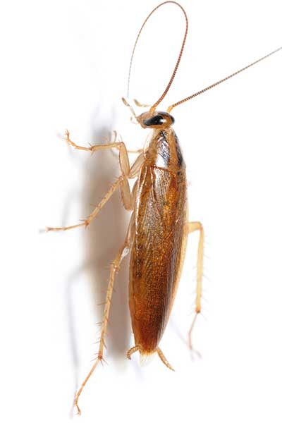 karaczan prusak w Łodzi