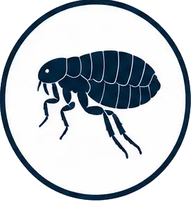 Pchły